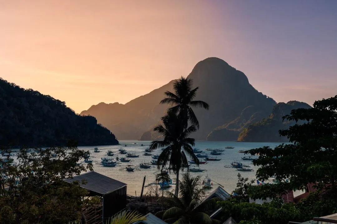 Golden hour harbour palm silhouette moored boats El Nido