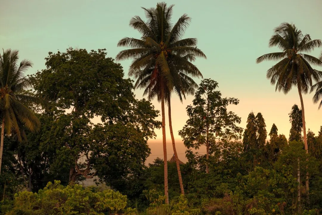 Golden hour palm silhouettes bohol