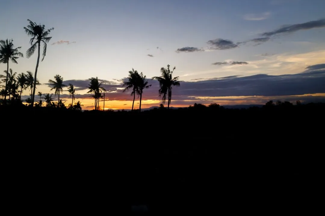 Graphic palm silhouette dusk sky cebu