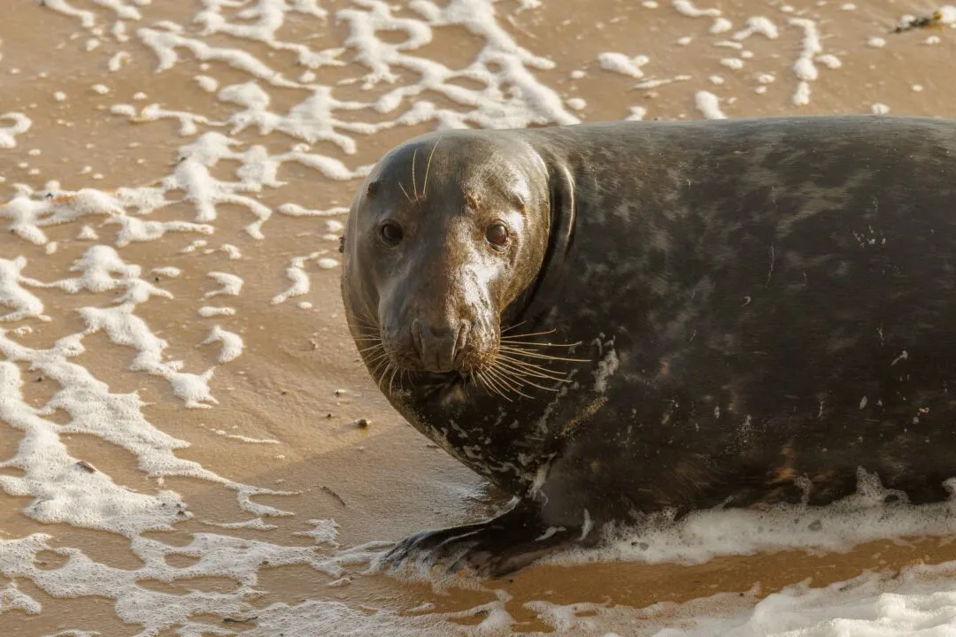 Grey seal face in surf