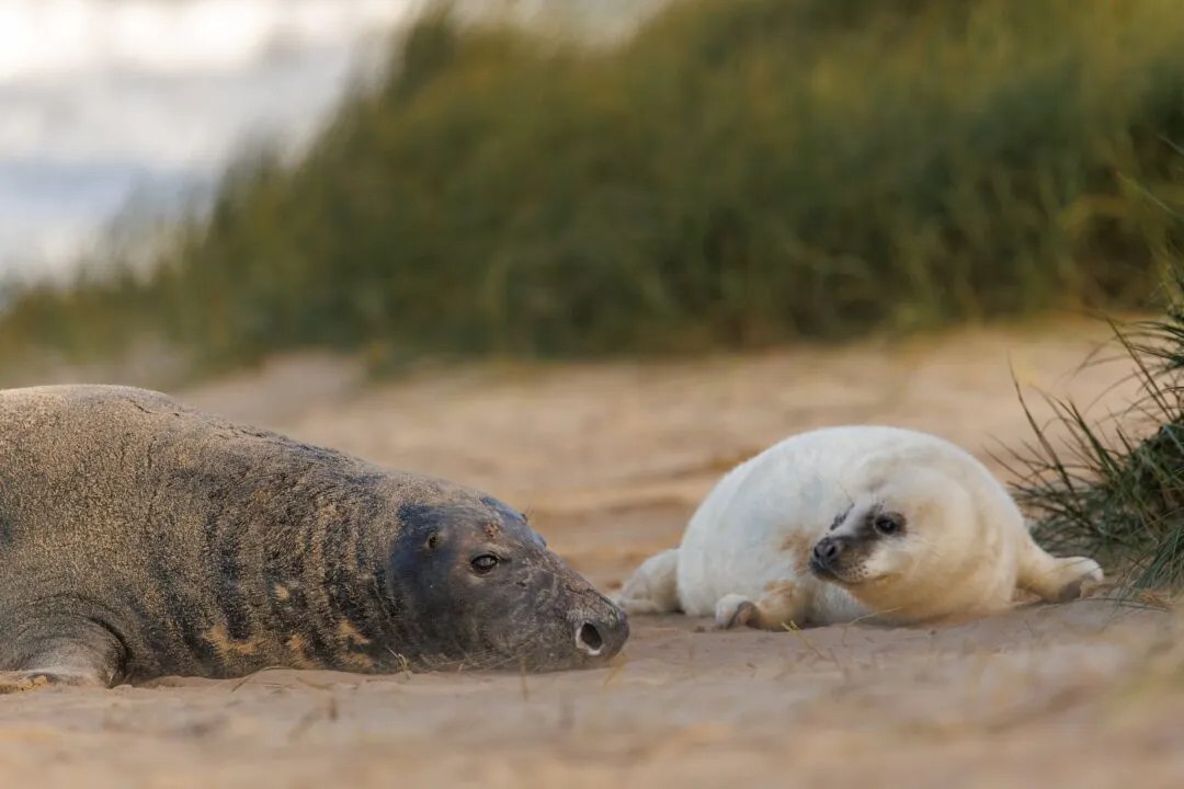 Grey seal group beach