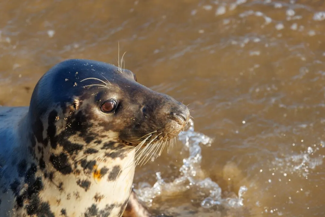 Grey seal head splash