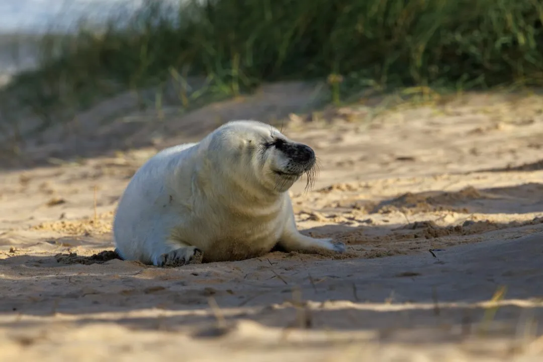 Grey seal pup alert profile