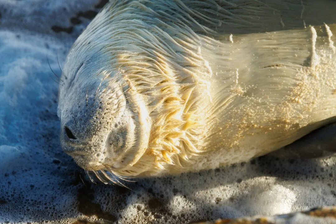 Grey seal pup backlit portrait