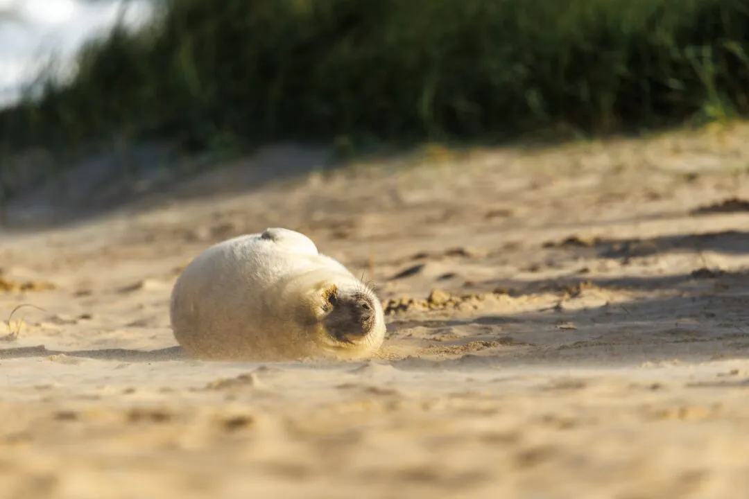 Grey seal pup curled minimal