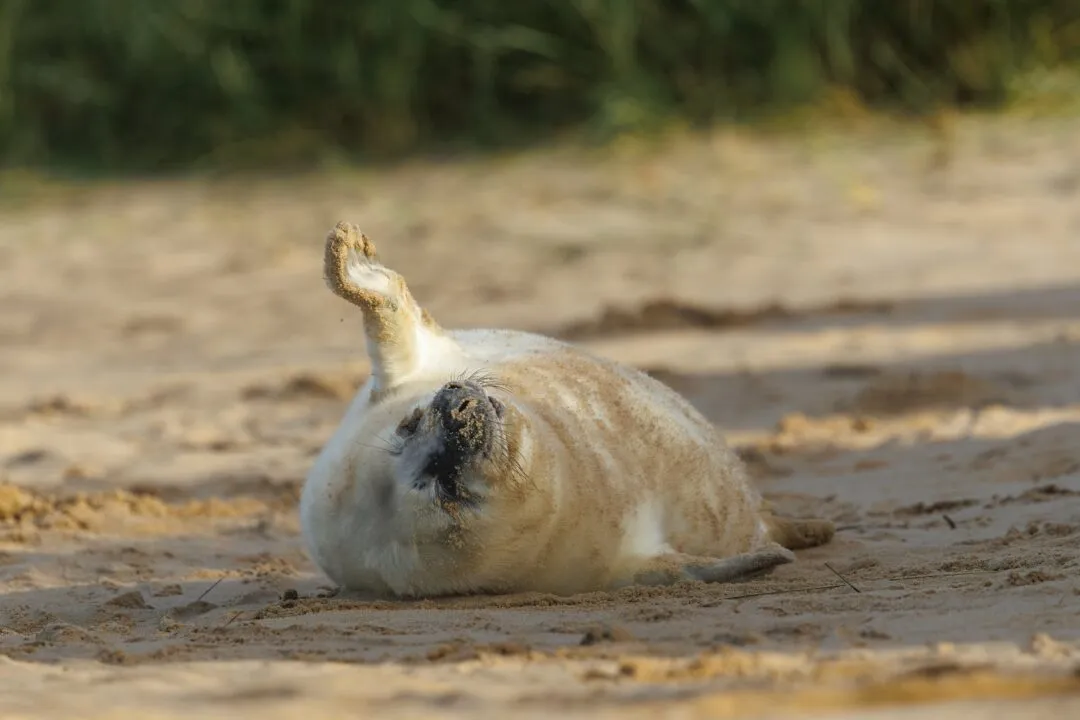 Grey seal pup flipper up
