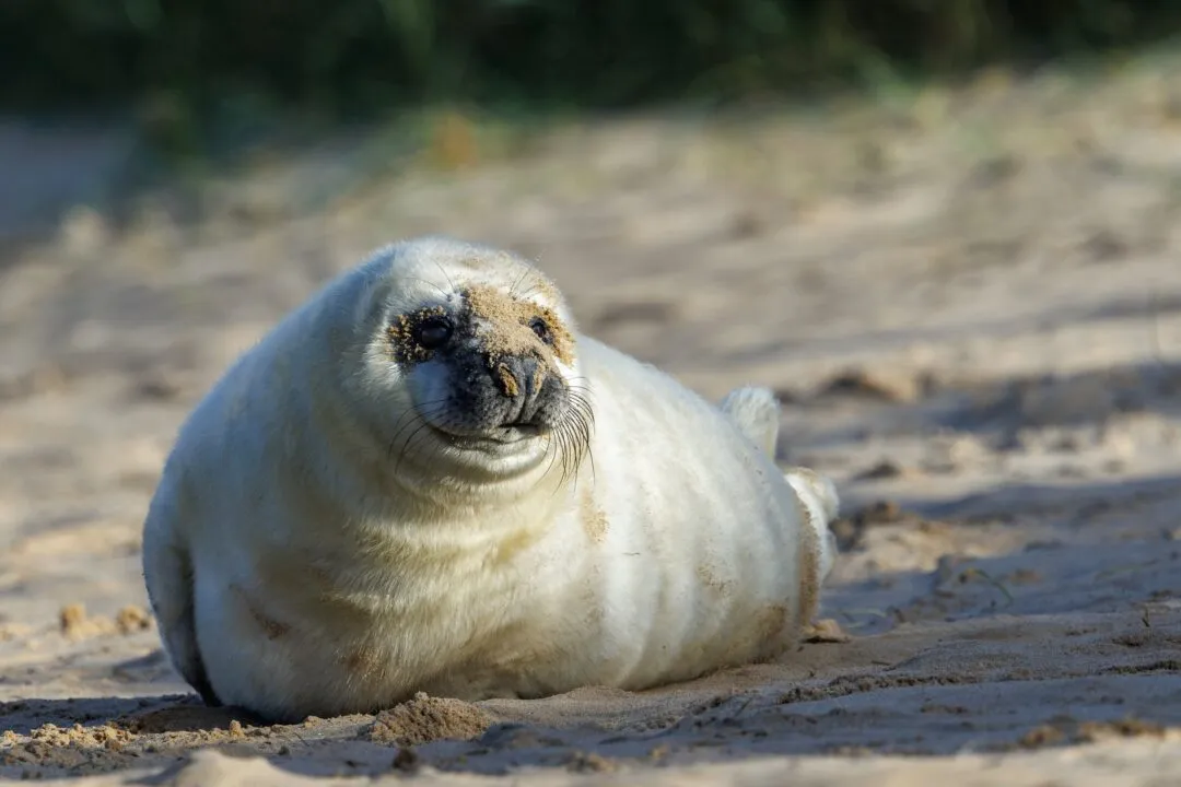 Grey seal pup golden hour