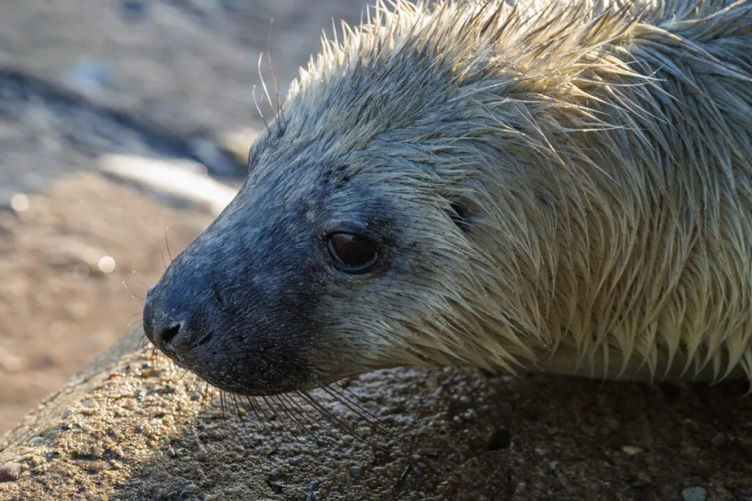 Grey seal pup golden light profile