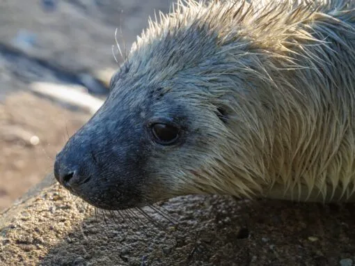 Horsey Gap & Winterton-on-Sea Seals Photography