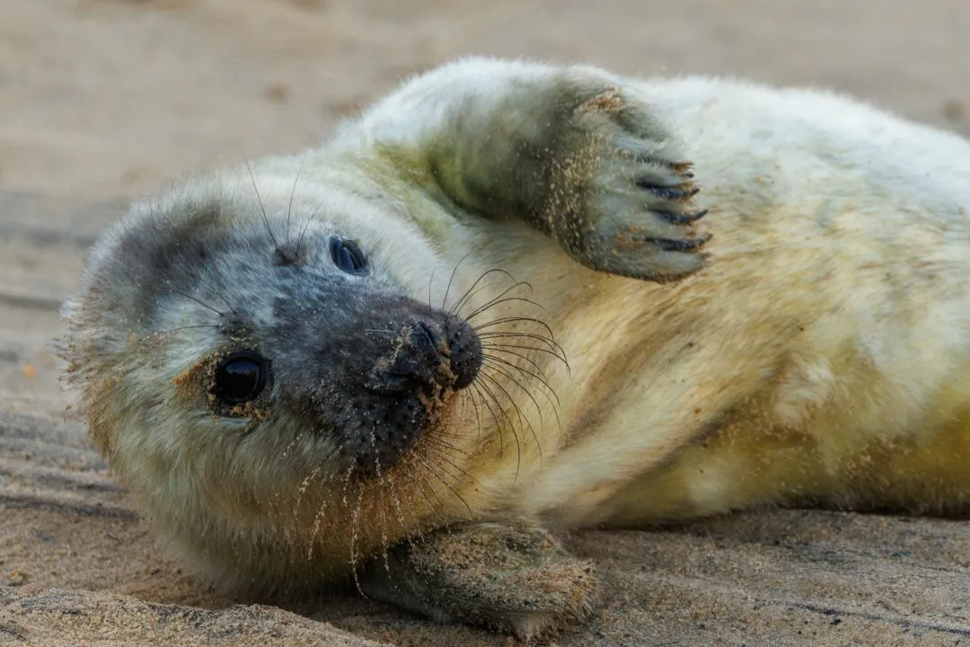 Grey seal pup paw raised