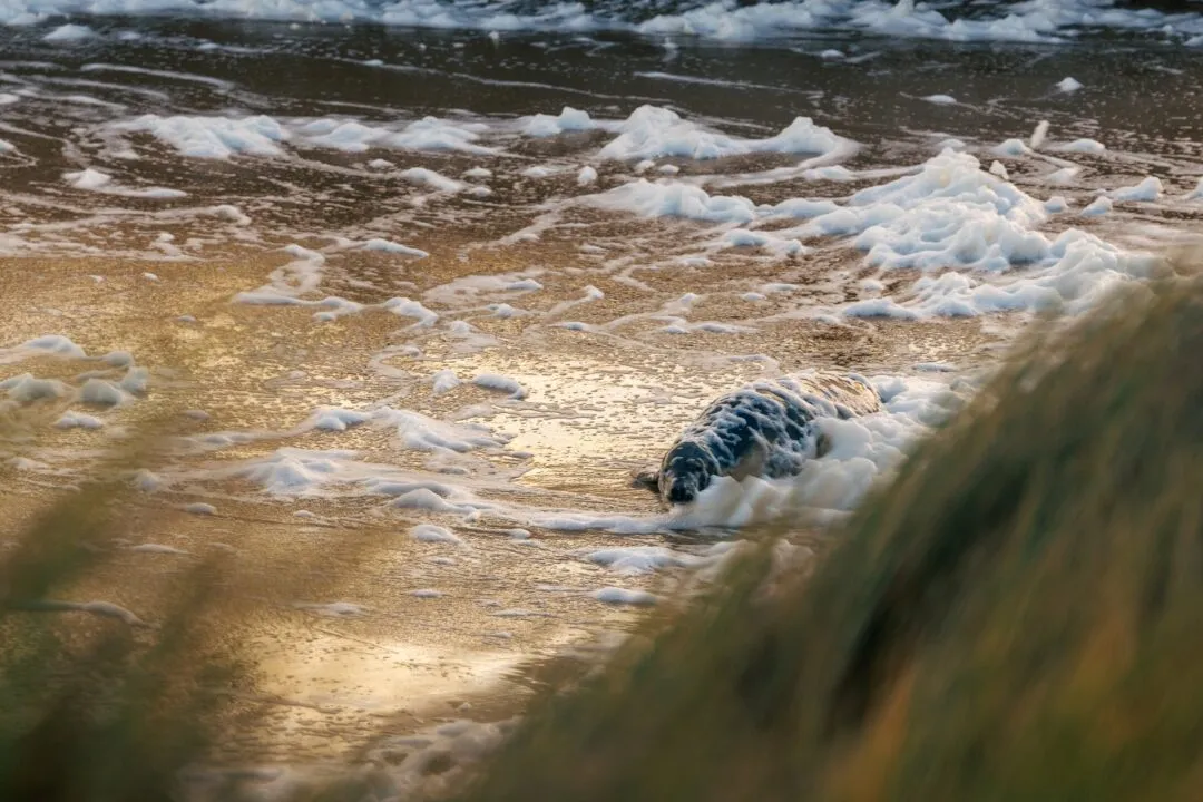Grey seal pup riding wave