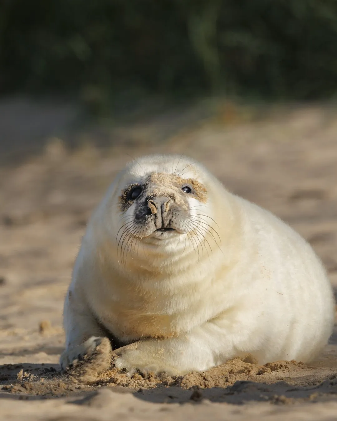 Grey seal pup sitting alert