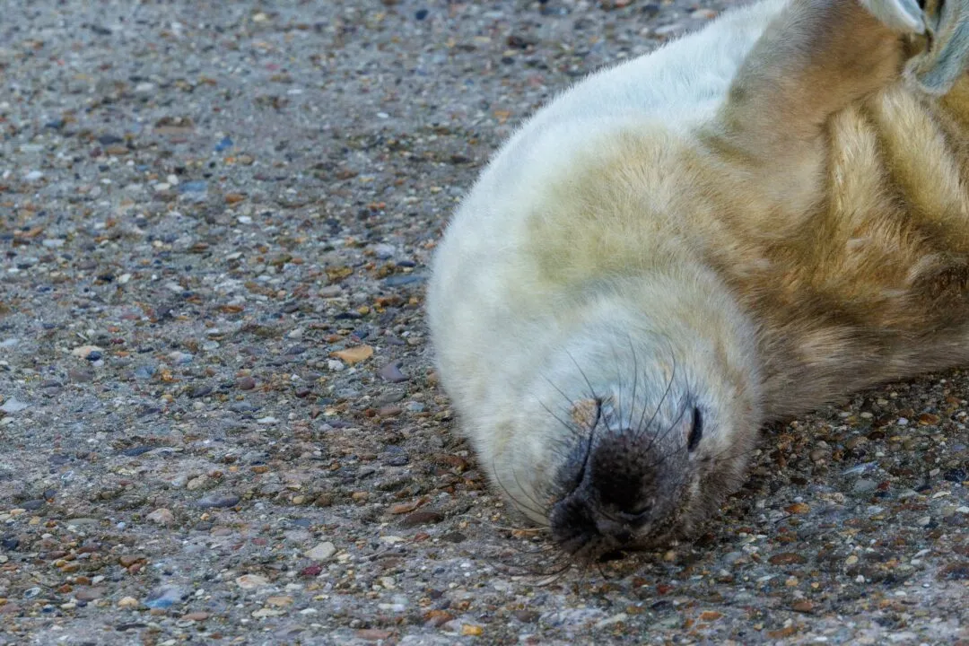 Grey seal pup sunset closeup