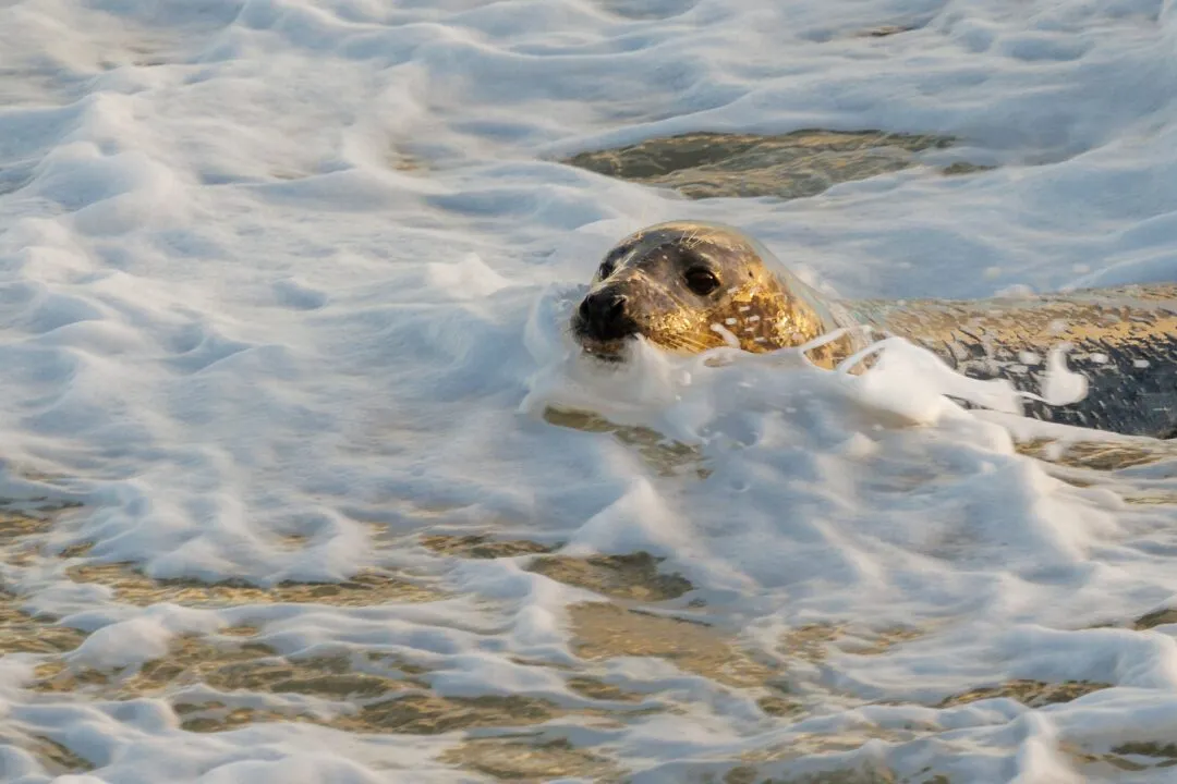 Grey seal pup wave foam