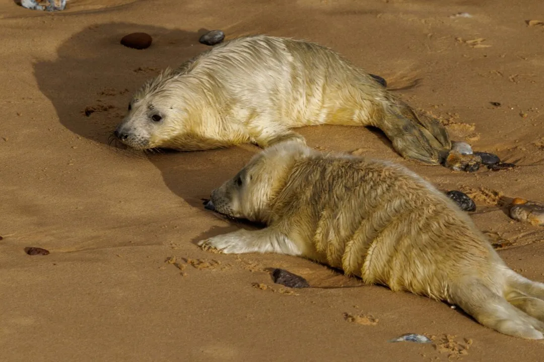 Grey seal pups together