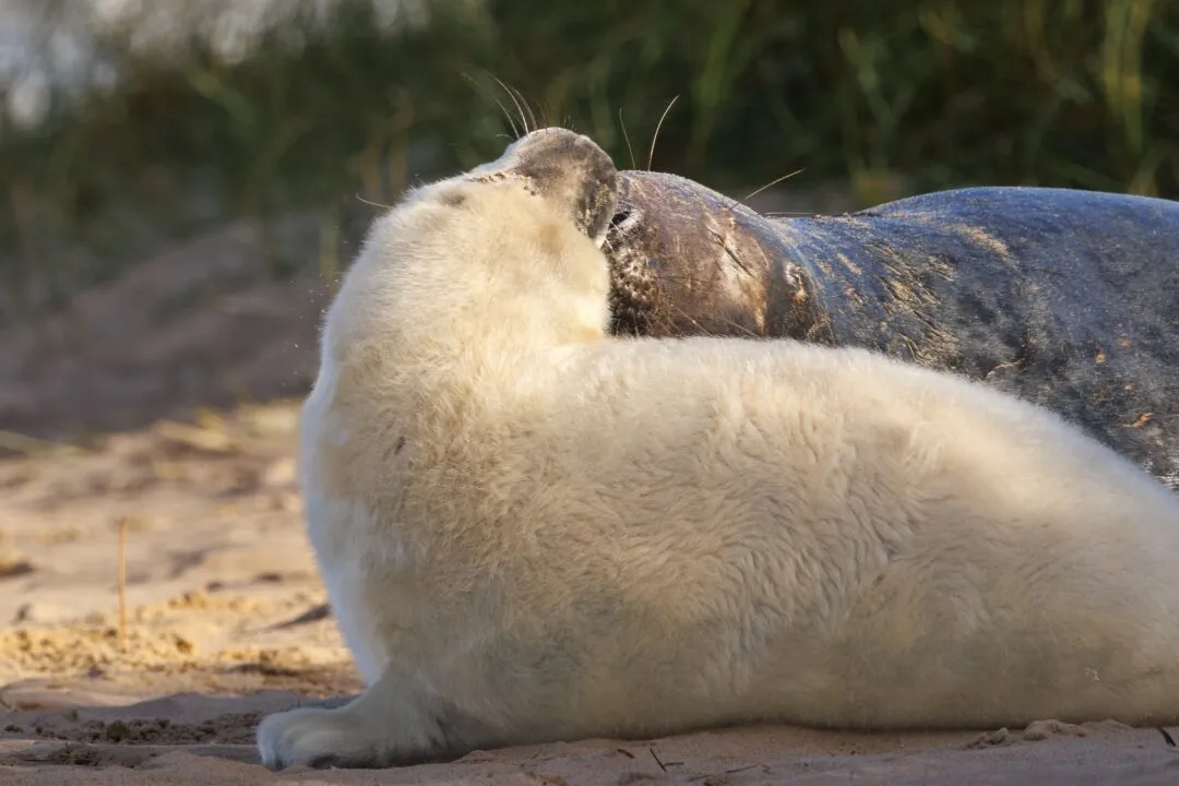Grey seal scratching backlit