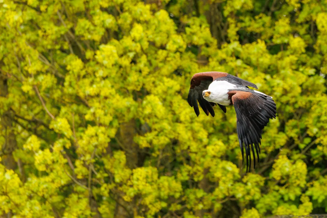 African fish eagle flight closeup, Hawk Conservancy Park, Hampshire
