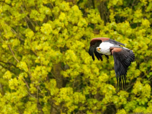 Hawk Conservancy Photography