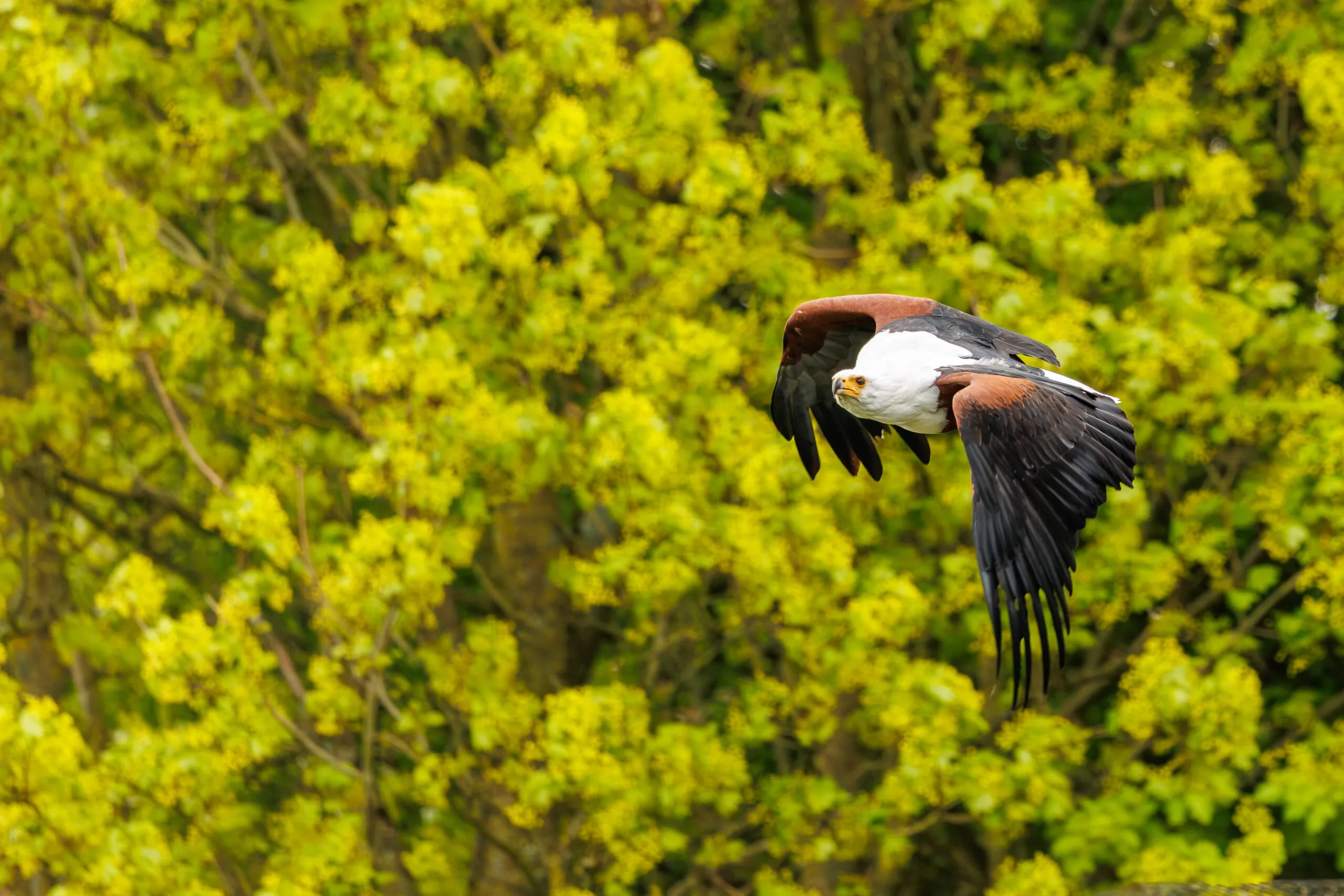 African fish eagle flight closeup, Hawk Conservancy Park, Hampshire