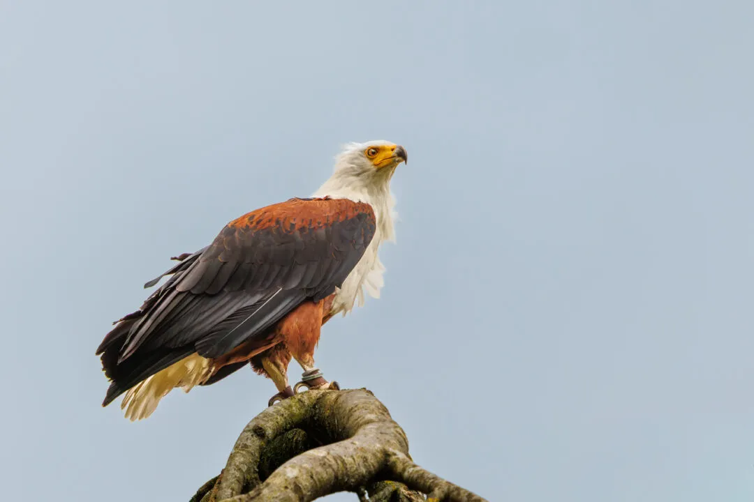 African fish eagle portrait, Hawk Conservancy Park, Hampshire