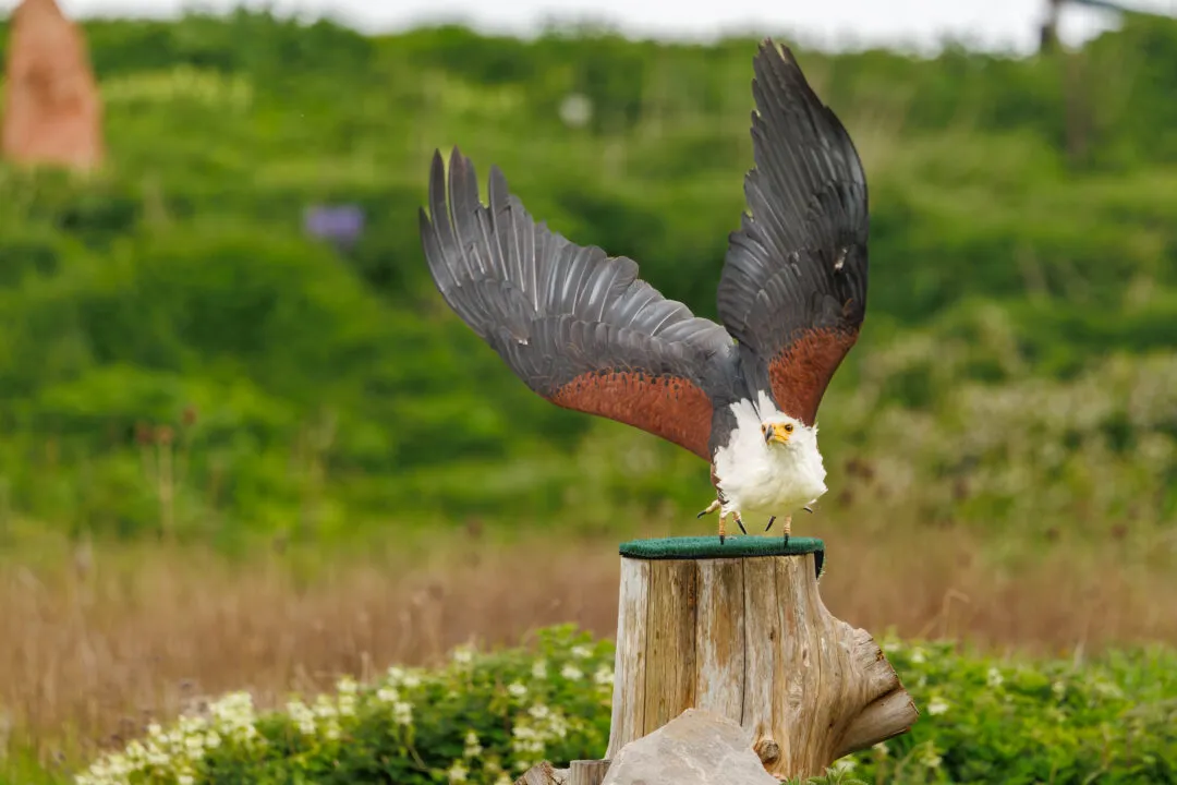 African fish eagle wings raised, Hawk Conservancy Park, Hampshire
