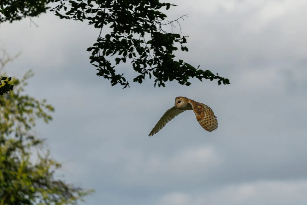 Barn owl flight branches, Hawk Conservancy Park, Hampshire