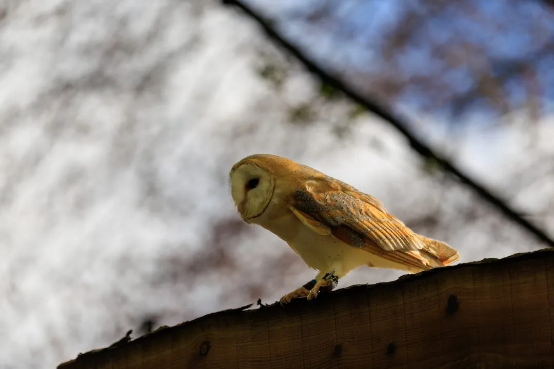 Barn owl portrait backlit, Hawk Conservancy Park, Hampshire