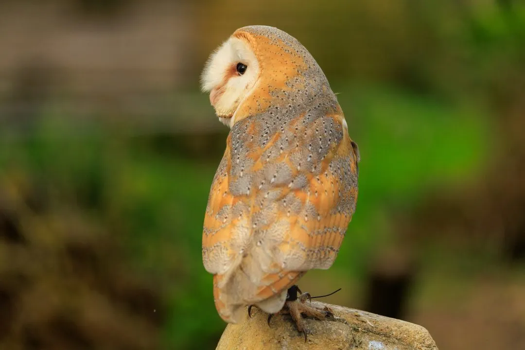 Barn owl portrait full body, Hawk Conservancy Park, Hampshire