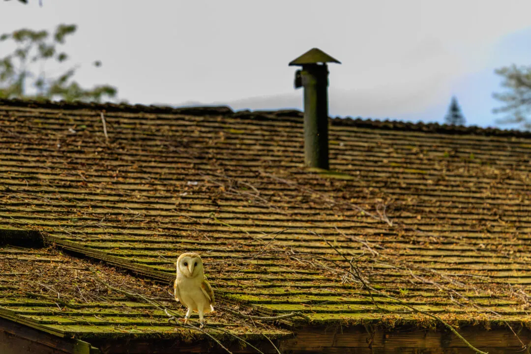 Barn owl roof chimney, Hawk Conservancy Park, Hampshire