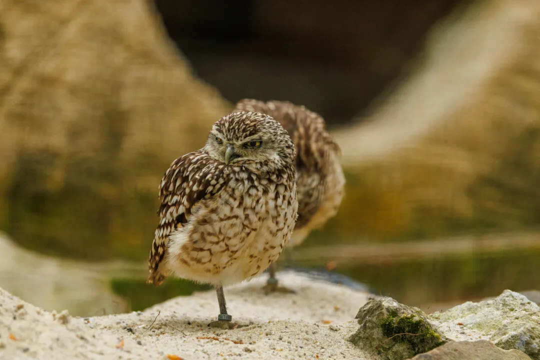 Burrowing owl portrait, Hawk Conservancy Park, Hampshire