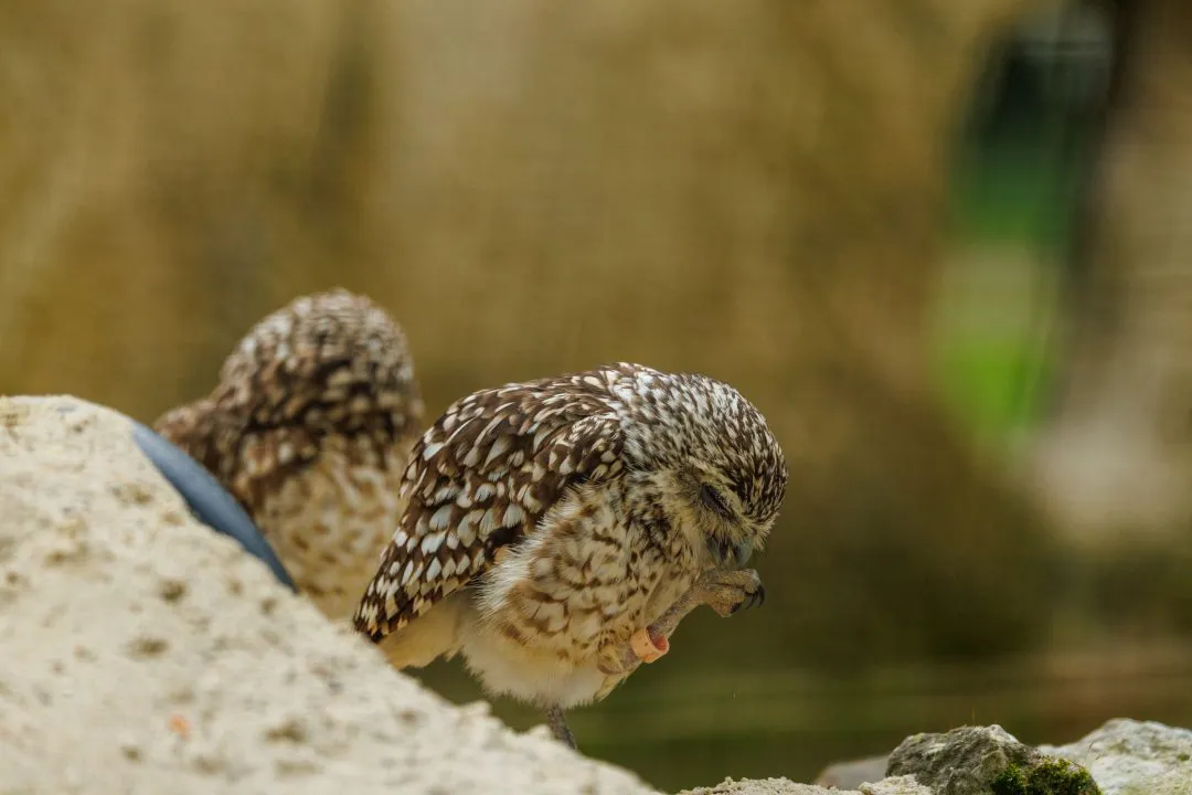 Burrowing owls pair, Hawk Conservancy Park, Hampshire