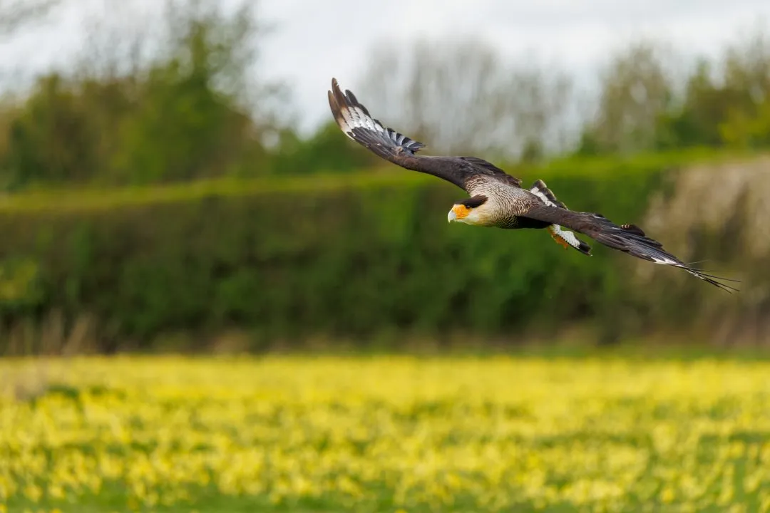 Crested caracara flight, Hawk Conservancy Park, Hampshire