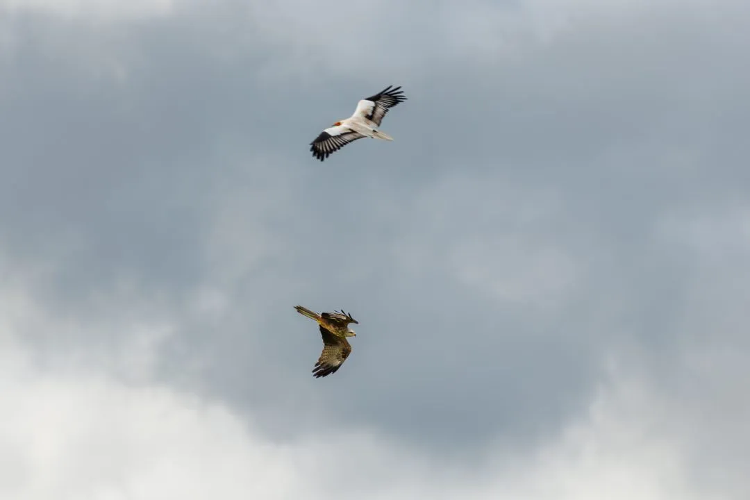 Egyptian vulture red kite flight, Hawk Conservancy Park, Hampshire
