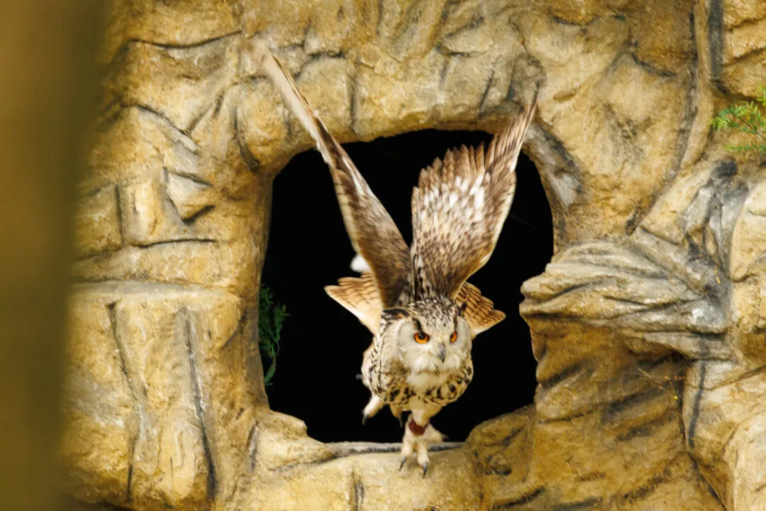 Eurasian eagle owl flight archway, Hawk Conservancy Park, Hampshire