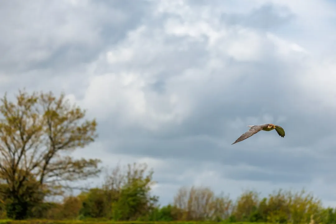 Falcon flight sky, Hawk Conservancy Park, Hampshire
