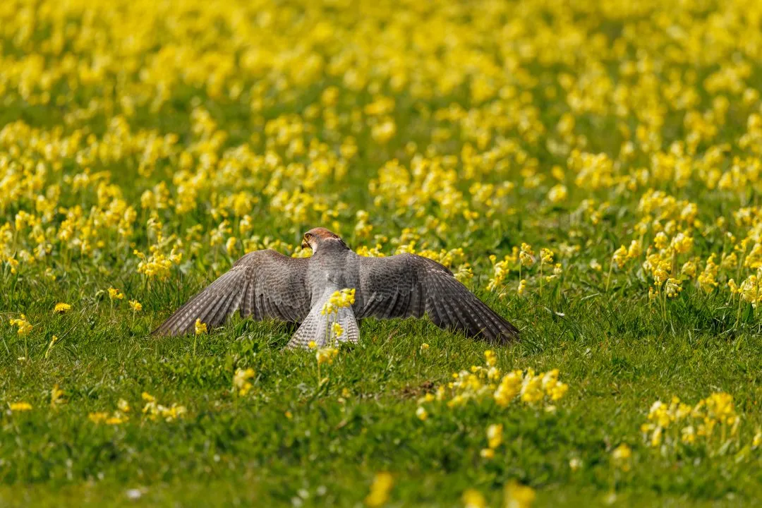 Goshawk wildflower field, Hawk Conservancy Park, Hampshire