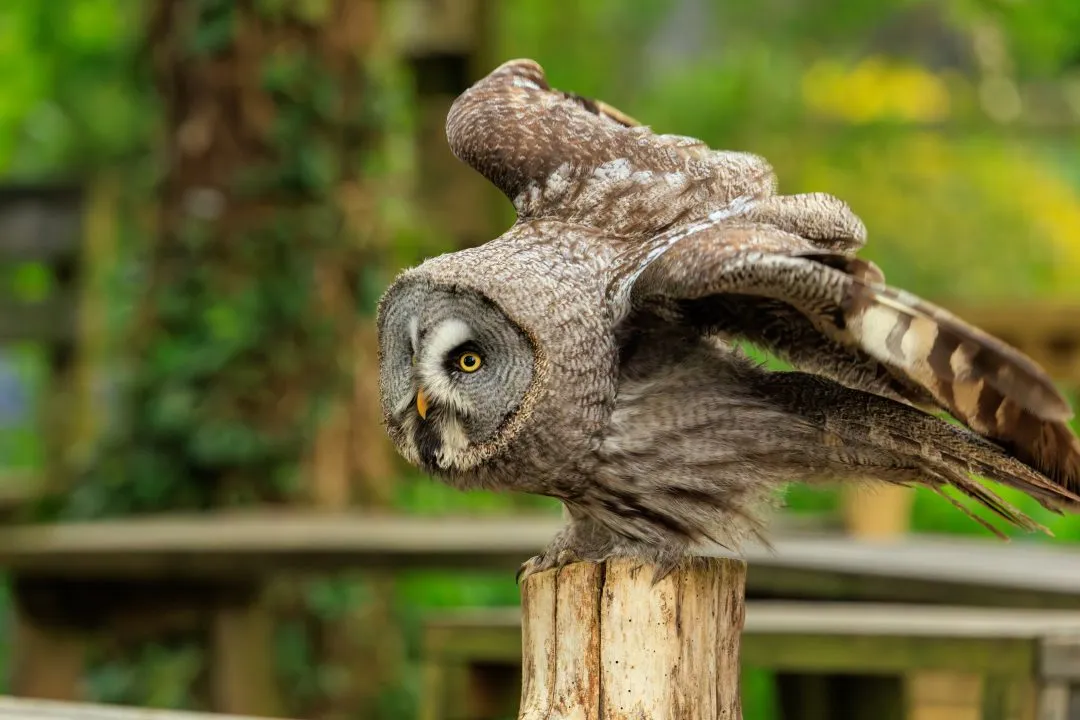 Great grey owl flight backlit, Hawk Conservancy Park, Hampshire