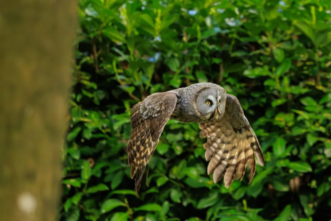 Great grey owl flight face on, Hawk Conservancy Park, Hampshire