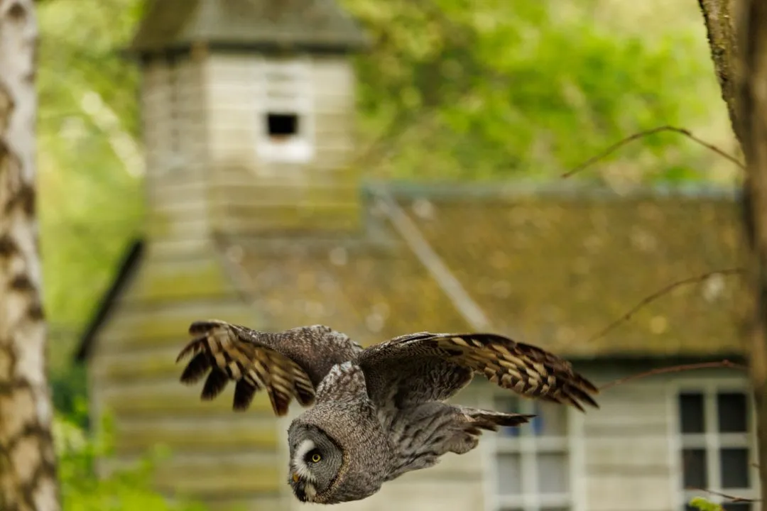 Great grey owl flight tower, Hawk Conservancy Park, Hampshire