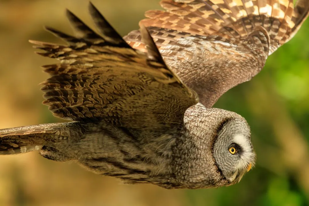 Great grey owl wing display, Hawk Conservancy Park, Hampshire