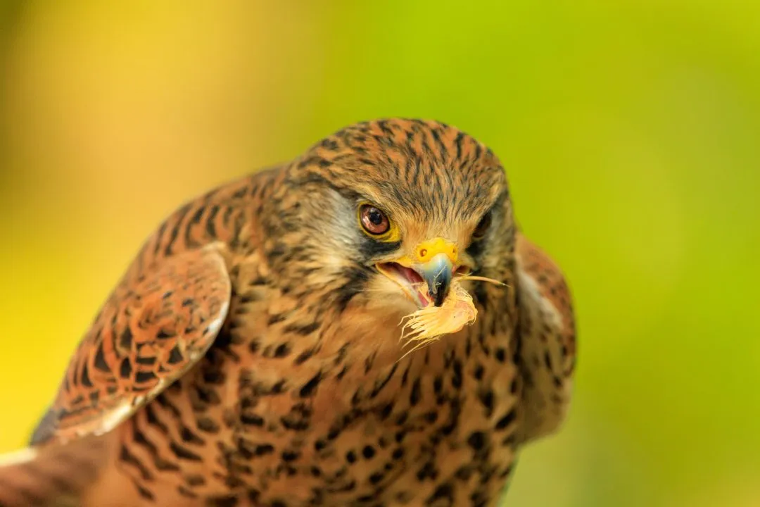 Kestrel feeding closeup, Hawk Conservancy Park, Hampshire