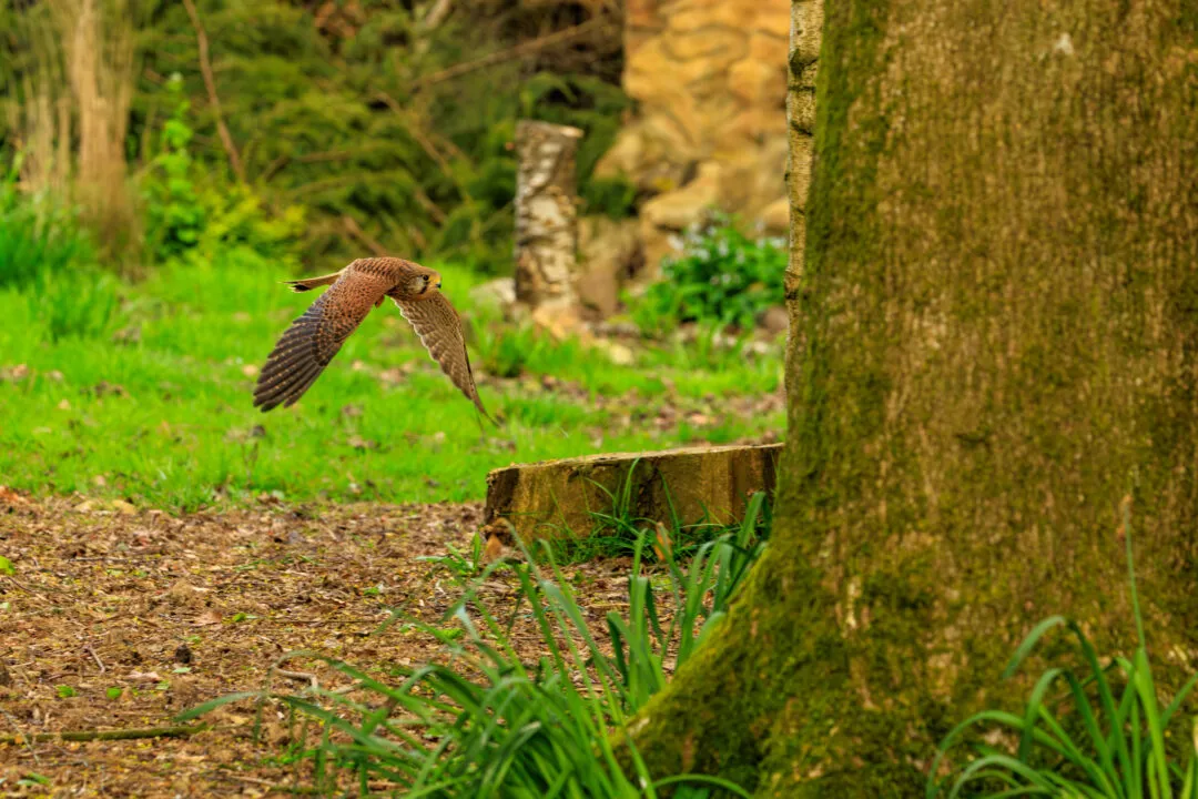 Kestrel flight ruins, Hawk Conservancy Park, Hampshire