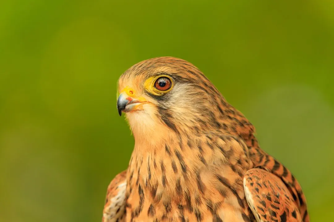 Kestrel portrait profile, Hawk Conservancy Park, Hampshire