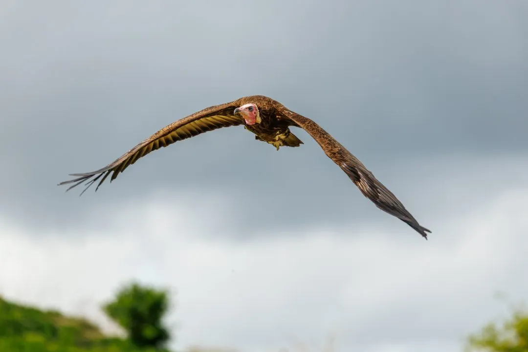 Lappet faced vulture flight, Hawk Conservancy Park, Hampshire