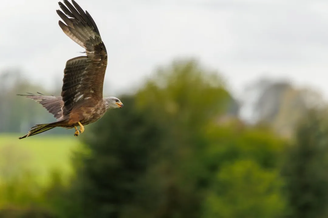 Red kite flight 1, Hawk Conservancy Park, Hampshire
