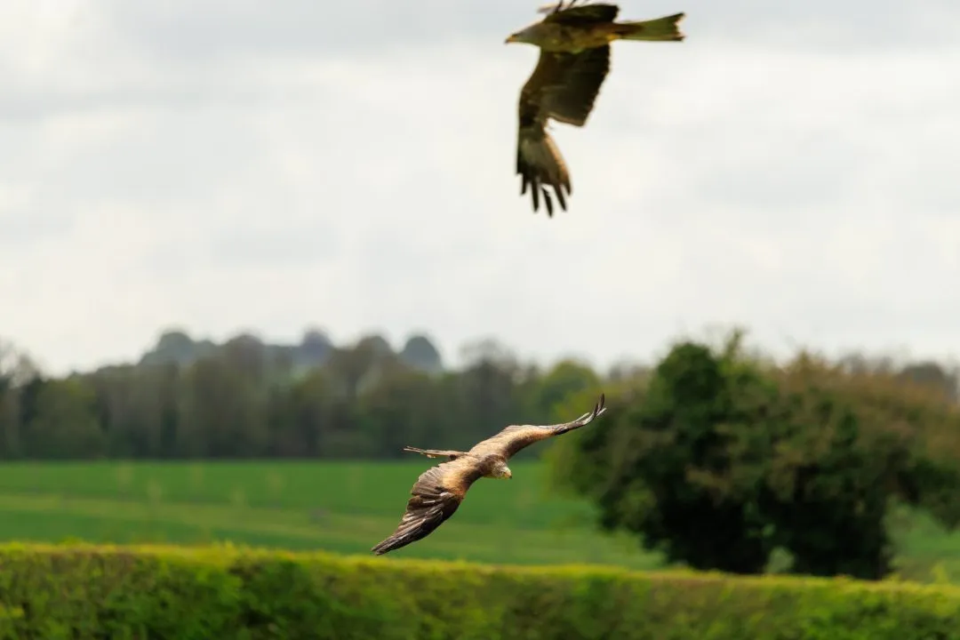 Red kite flight 2, Hawk Conservancy Park, Hampshire