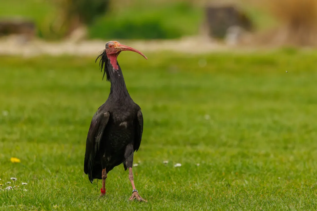 Southern bald ibis portrait, Hawk Conservancy Park, Hampshire