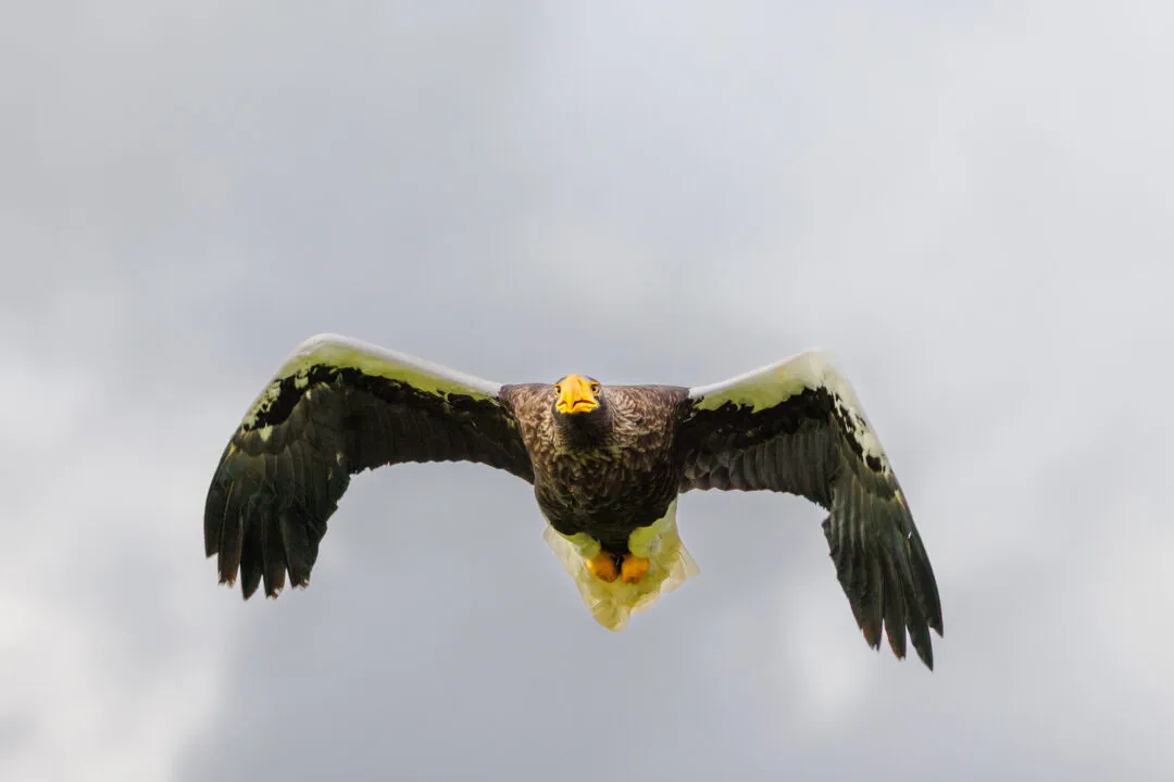 Stellers sea eagle 1, Hawk Conservancy Park, Hampshire