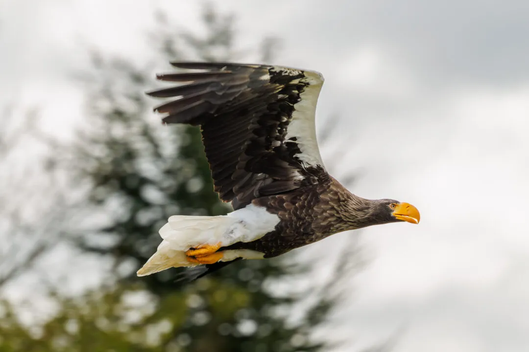 Stellers sea eagle 2, Hawk Conservancy Park, Hampshire