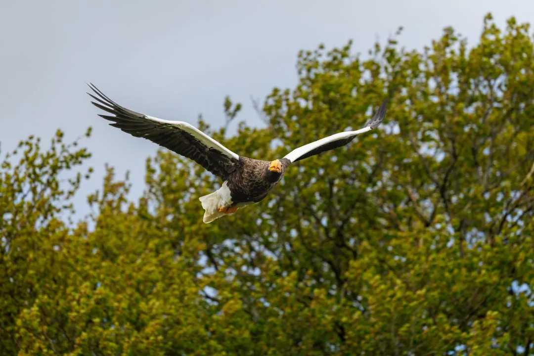 Stellers sea eagle 3, Hawk Conservancy Park, Hampshire
